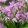 Bletilla Penway Paris - Jácintorchidea