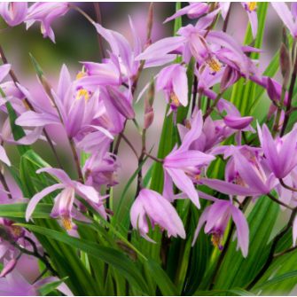 Jácintorchidea (Bletilla)