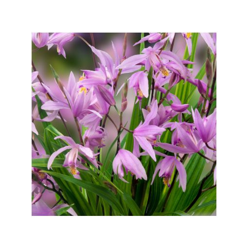 Bletilla Penway Paris - Jácintorchidea