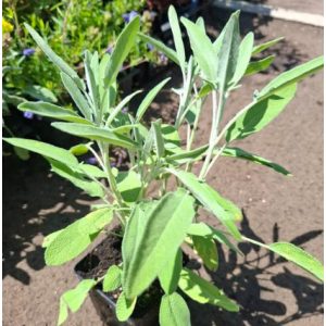 Salvia officinalis Line 4 - Orvosi zsálya