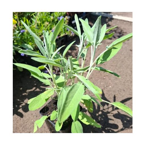 Salvia officinalis Line 4 - Orvosi zsálya
