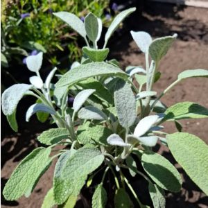 Salvia officinalis Snowflake - Orvosi zsálya