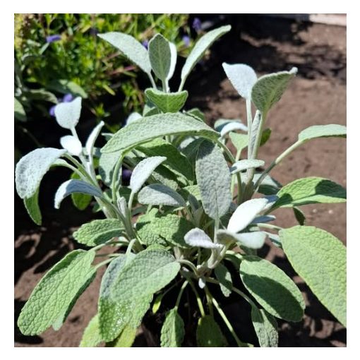 Salvia officinalis Snowflake - Orvosi zsálya