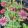 Astrantia major Premium Pink - Völgycsillag