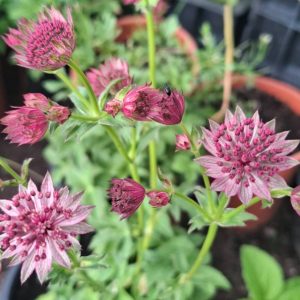 Astrantia major Premium Pink - Völgycsillag