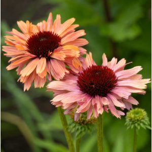 Echinacea purpurea Fresco Apricot - Kasvirág