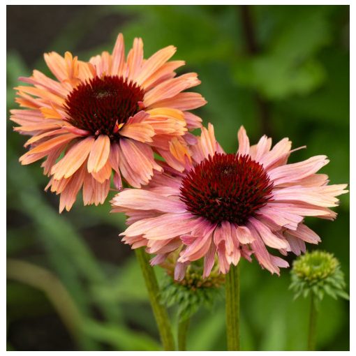 Echinacea purpurea Fresco Apricot - Kasvirág
