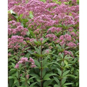 Eupatorium Eureka - Sédkender
