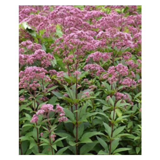 Eupatorium Eureka - Sédkender