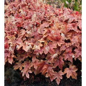 Heuhcerella Bass Lantern - Turbáncső