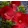 Hibiscus moscheutos Cranberry Crush - Mocsári hibiszkusz