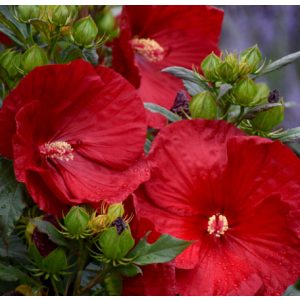 Hibiscus moscheutos Cranberry Crush - Mocsári hibiszkusz