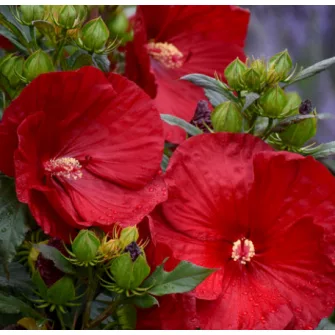 Hibiszkusz (Hibiscus)