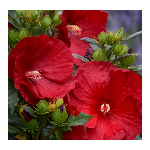 Hibiscus moscheutos Cranberry Crush - Mocsári hibiszkusz