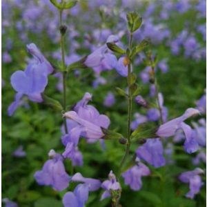 Salvia greggii Delice Aquamarine - Őszi zsálya