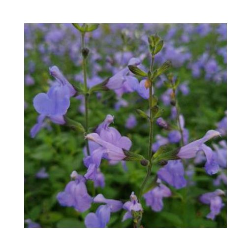 Salvia greggii Delice Aquamarine - Őszi zsálya