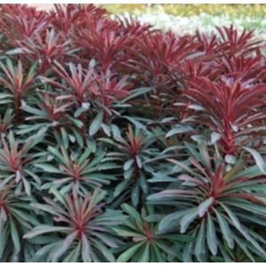 Euphorbia Miners Merlot - Pompás kutyatej