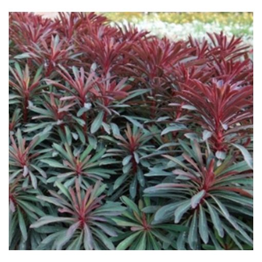 Euphorbia Miners Merlot - Pompás kutyatej