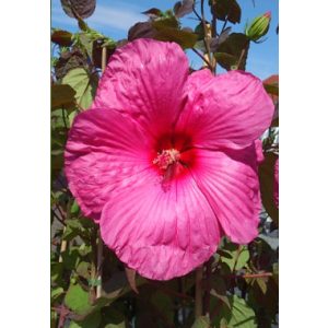 Hibiscus moscheutos Royal Gems - Mocsári hibiszkusz