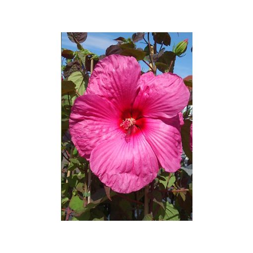 Hibiscus moscheutos Royal Gems - Mocsári hibiszkusz