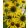 Echinacea Fountain Yellow - Kasvirág
