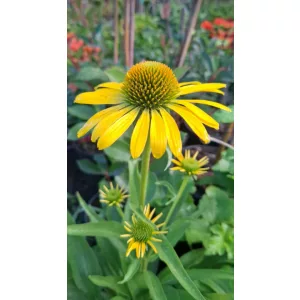 Echinacea Fountain Yellow - Kasvirág