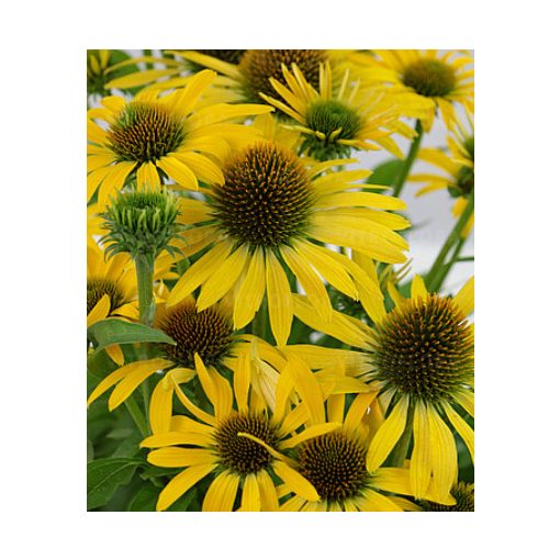Echinacea Fountain Yellow - Kasvirág