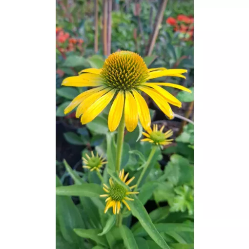 Echinacea Fountain Yellow - Kasvirág