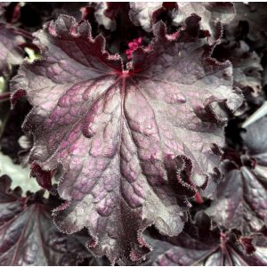 Heuchera Forever Midnight - Tűzgyöngyvirág