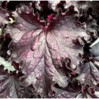 Tűzgyöngyvirág (Heuchera