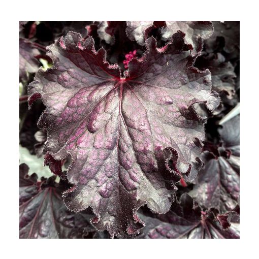 Heuchera Forever Midnight - Tűzgyöngyvirág