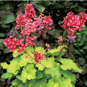 Heuchera Little Cuties Sweet Tart - Tűzgyöngyvirág