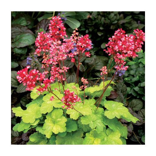 Heuchera Little Cuties Sweet Tart - Tűzgyöngyvirág