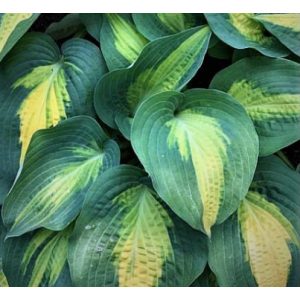 Hosta Smash Hit - Árnyékliliom