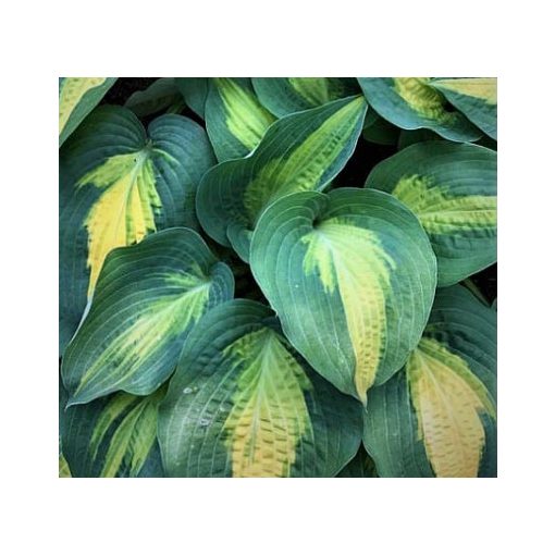 Hosta Smash Hit - Árnyékliliom