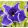 Iris ensata Dinner Plate Blue Moon - Japán nőszirom