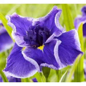 Iris ensata Dinner Plate Blue Moon - Japán nőszirom