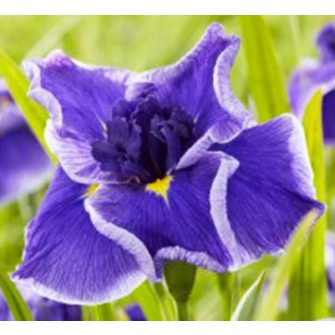 Japán írisz (Iris ensata)