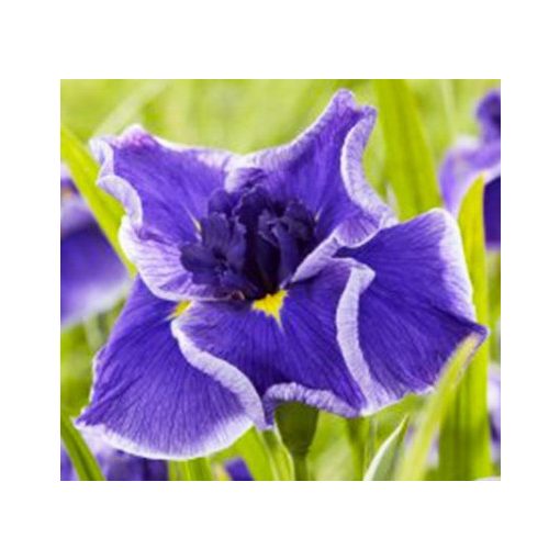 Iris ensata Dinner Plate Blue Moon - Japán nőszirom