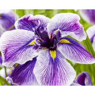 Japán írisz (Iris ensata)