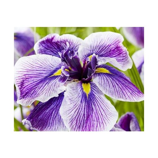 Iris ensata Dinner Plate Carrot Cake - Japán nőszirom