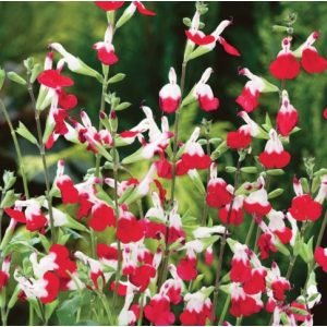 Salvia greggii Hot Lips - Őszi zsálya