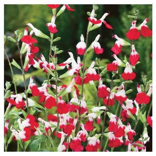 Salvia greggii Hot Lips - Őszi zsálya