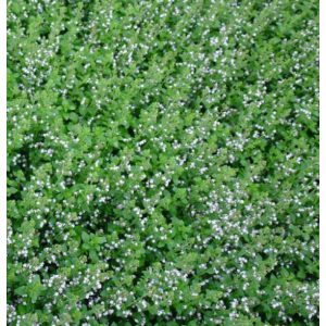   Calamintha nepeta ssp. nepeta Blue Cloud Strain - Mirigyes pereszlény