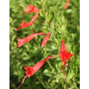Zauschneria californica ssp. latifolia - Kaliforniai fukszia