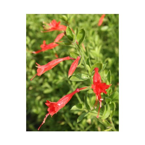 Zauschneria californica ssp. latifolia - Kaliforniai fukszia