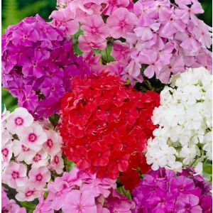 Phlox paniculata Mix - Bugás lángvirág