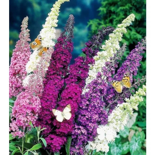 Buddleia davidii Mix - Nyári orgona