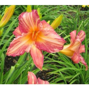 Hemerocallis Pink Stripes - Sásliliom