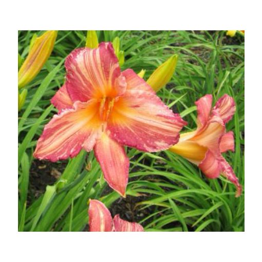 Hemerocallis Pink Stripes - Sásliliom